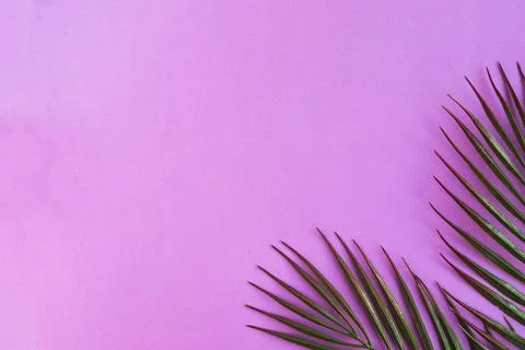 Palm tree branches on purple background. Minimal concept. Copy space Stock Photos