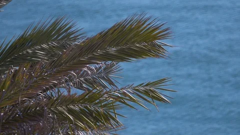 Palm Tree branches sway against the backdrop of blue waters Stock Footage 95699688