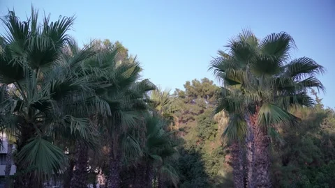 Palm tree branches sway gently in the breeze. The tropical green fronds of the Stock Footage 321307532