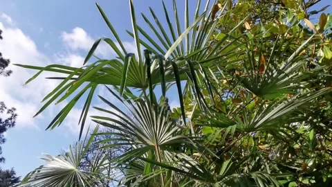 Palm tree branches sway gently in the wind against the blue sky. Stock Footage 330647734