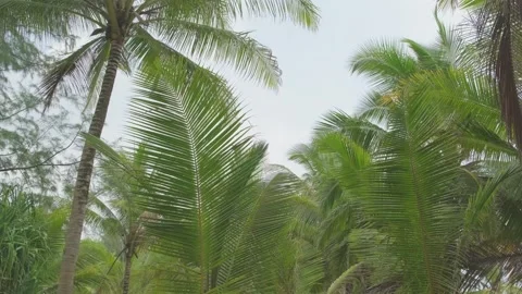 Palm tree branches sway in wind in rainforest Video stock 316783693
