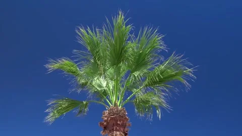 Palm tree branches sway in wind against sky Vídeo Stock 330429850