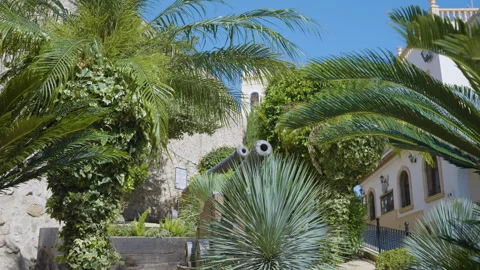 Palm Tree Branches Swaying In The Breeze In Spanish Old Town Stock Footage 254851299