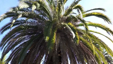 Palm tree branches swaying in wind Stock Footage 236538580