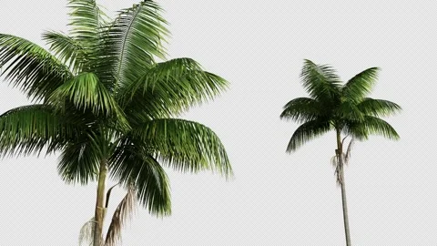 Palm tree branches on a transparent background an alpha channel. Stock Footage 283027222
