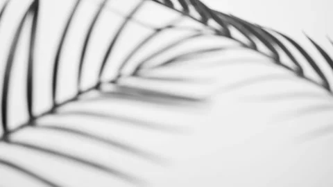 Palm tree branches transparent overlay effect from tropical palm leaves Stock Footage 245179212