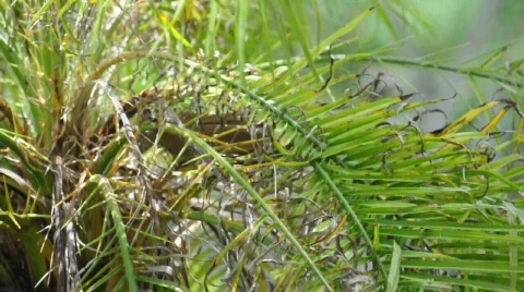 Palm Tree branches in the wind Stock Footage 740744