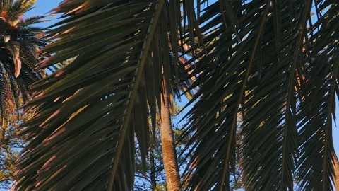 Palm tree branchs on blue sky. Summer concept. Stock Footage 133164947