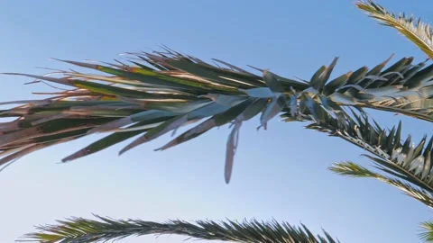 Palm tree branchs Stock Footage 133160313