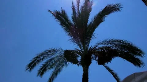 Palm Tree in Breeze 2 Video stock 67613331