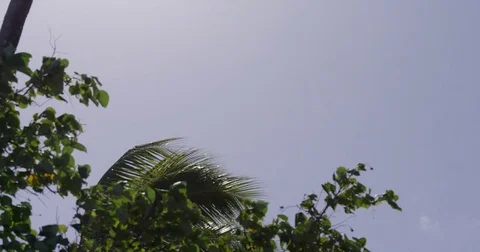 Palm Tree In Breeze 2 Stock Footage 79736677