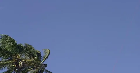 Palm Tree In Breeze 4 Stock Footage 79736712