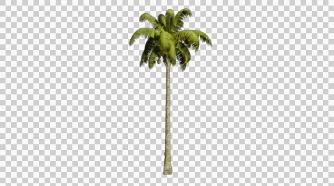 Palm tree in the breeze with alpha perfect for compositing Stock Footage 46317738