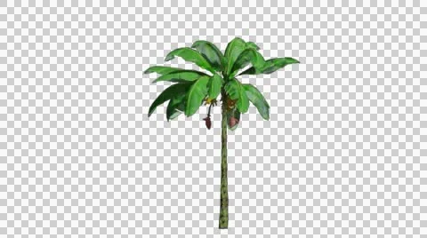 Palm tree in the breeze with alpha perfect for compositing Stock Footage 46336483