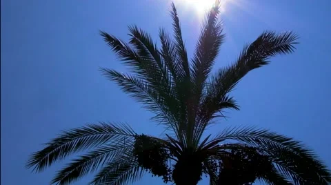 Palm Tree in Breeze Stock Footage 67613328