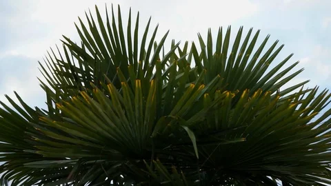 Palm tree in the breeze Stock Footage 87982434