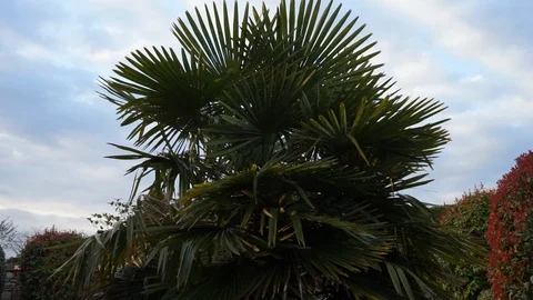 Palm tree in the breeze Stock Footage 87982529