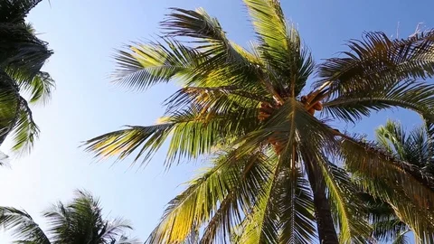 Palm tree in the breeze Stock Footage 98678423