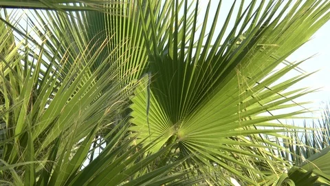 Palm Tree In A Breeze Stock Footage 121277925