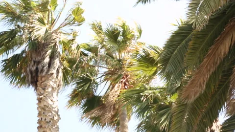PALM TREE BREEZE Stock Footage 186718276