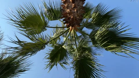 Palm Tree In A Breeze Stock Footage 219575329