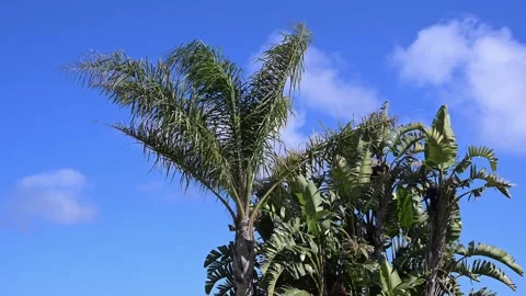 Palm tree in breeze Stock Footage 301605008