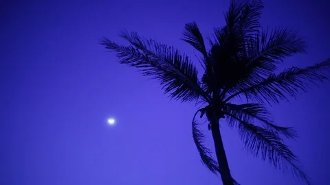 Palm Tree In Breeze With Moon at night. 1920x1080 Stock Footage 101382317