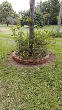 Palm tree with brick flowerbed Stock Photos