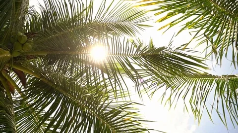 Palm tree on a bright summer day in malaysia. Leaves moving in summer breze,slow Stock Footage 120004072
