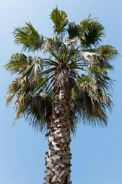 Palm tree with broad leaves standing tall under bright blue sky Photos
