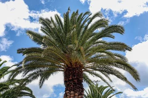 A palm tree with a brown trunk and green leaves Foto stock