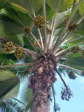 Palm tree with bunches of dates Foto stock