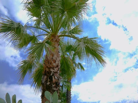 Palm tree with cactus with blue sky background Stock Footage 78351726