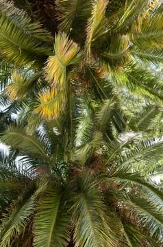 Palm tree canopies Stock Photos