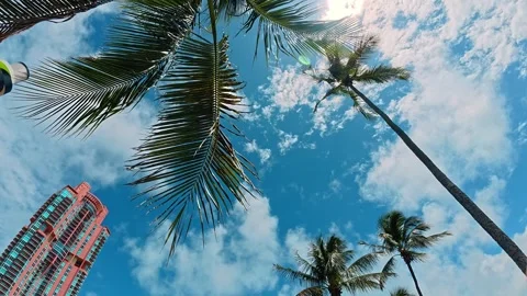 Palm tree canopy against blue sky and building in Miami. Upward shot of green Vídeos de archivo 342975856