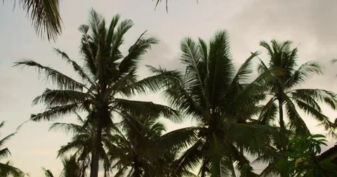 Palm tree canopy against overcast tropical sky during evening time in Nusa Stock Footage 345687259