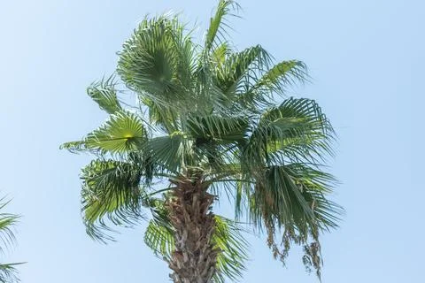 Palm Tree Canopy and Trunk Against Blue Sky Stock Photos