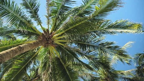 Palm Tree Canopy From Below Swaying In Wind Boracay Island Philippines Sky Vídeos de archivo 332678239