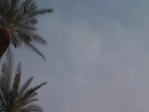 Palm Tree Canopy as moving under 스톡 동영상 82076803