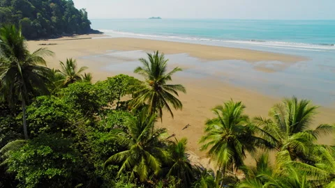 Palm tree canopy overlooks wide sandy beach Playa Chaman in Costa Rica morning Stock-Footage 341298901