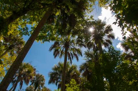 Palm tree canopy Stock Photos