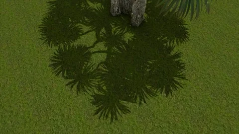 Palm Tree Canopy Shadow Grass Aerial 3D Render Video stock 346444539