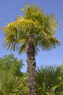Palm tree Carchycartus Stock Photos