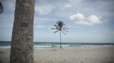 Palm tree on the caribbean beach Video stock 42464420