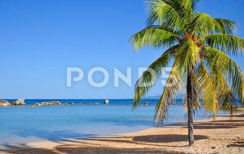 Palm tree on caribbean beach Stock Photos