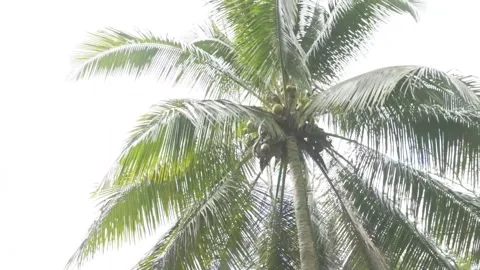 Palm tree in the Caribbean 스톡 동영상 138898740