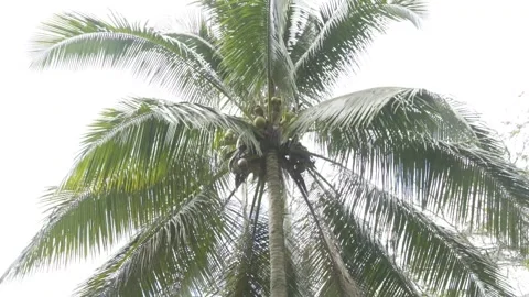 Palm tree in the Caribbean Stock Footage 138898742