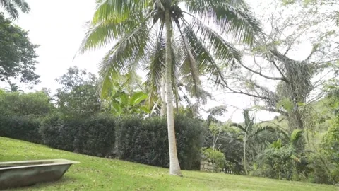 Palm tree in the Caribbean 스톡 동영상 138898751