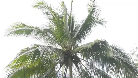 Palm tree in the Caribbean 스톡 동영상 138898753