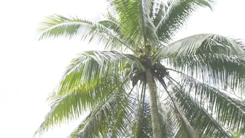 Palm tree in the Caribbean Stock Footage 138898961